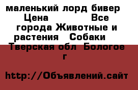 маленький лорд бивер › Цена ­ 10 000 - Все города Животные и растения » Собаки   . Тверская обл.,Бологое г.